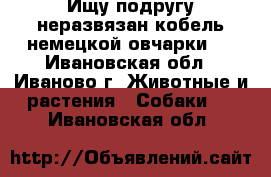 Ищу подругу.неразвязан.кобель немецкой овчарки.  - Ивановская обл., Иваново г. Животные и растения » Собаки   . Ивановская обл.